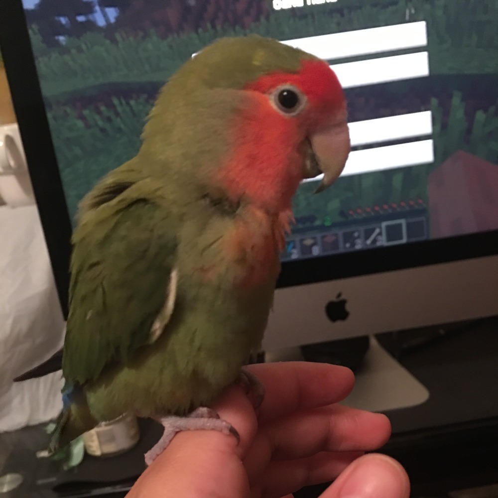 Meet your Posher, Concepcion